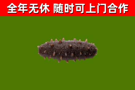 汝南回收海参干
